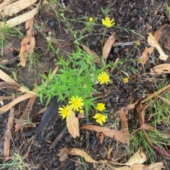 Senecio madagascariensis (Madagascan Fireweed, Fireweed) at Reid, ACT - 17 Jan 2024 by SilkeSma