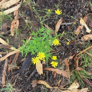 Senecio madagascariensis at Reid, ACT - 17 Jan 2024 01:22 PM