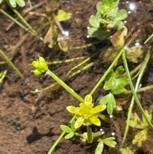 Ranunculus amphitrichus at Nurenmerenmong, NSW - 12 Jan 2024