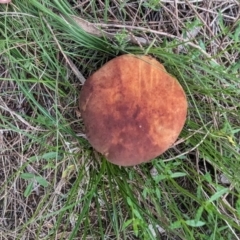 Kgaria sp. (genus) (A bolete mushroom) at Tuggeranong Hill - 16 Jan 2024 by HelenCross