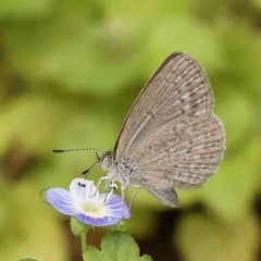 Zizina otis (Common Grass-Blue) at Turner, ACT - 14 Jan 2024 by ConBoekel