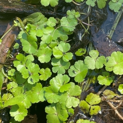 Hydrocotyle rivularis (A Pennywort) at Nurenmerenmong, NSW - 12 Jan 2024 by JaneR