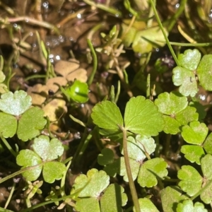 Hydrocotyle rivularis at Bago State Forest - 12 Jan 2024