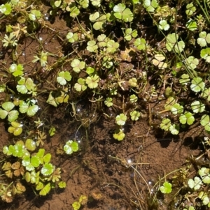 Hydrocotyle rivularis at Bago State Forest - 12 Jan 2024