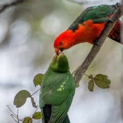 Alisterus scapularis (Australian King-Parrot) at Brindabella, NSW - 14 Jan 2024 by trevsci