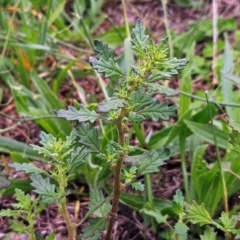 Dysphania pumilio (Small Crumbweed) at Whitlam, ACT - 15 Jan 2024 by sangio7