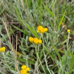 Chrysocephalum apiculatum (Common Everlasting) at Whitlam, ACT - 15 Jan 2024 by sangio7