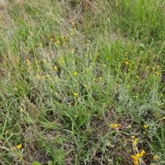 Chrysocephalum apiculatum at The Pinnacle - 16 Jan 2024