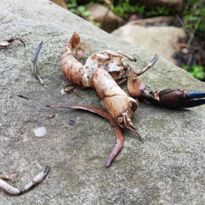 Cherax destructor at Bundanoon - 10 Jan 2024 by Aussiegall