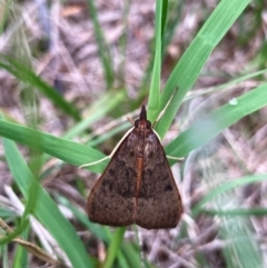 Uresiphita ornithopteralis (Tree Lucerne Moth) at Flynn, ACT - 17 Jan 2024 by Rosie