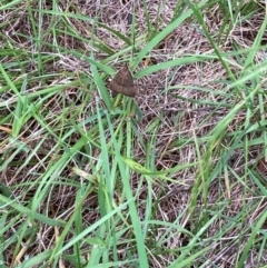 Uresiphita ornithopteralis at Flynn, ACT - 17 Jan 2024