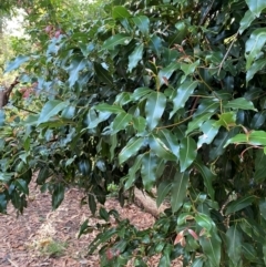 Endiandra sieberi (Hard Corkwood, Pink Walnut) at Booderee National Park - 15 Dec 2023 by Tapirlord