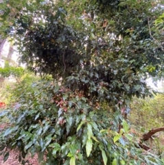 Endiandra sieberi at Booderee National Park1 - 15 Dec 2023