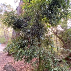 Endiandra sieberi at Booderee National Park1 - 15 Dec 2023