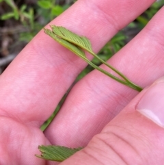 Schizaea bifida (Forked Comb Fern) at Booderee National Park - 15 Dec 2023 by Tapirlord