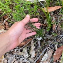 Schizaea bifida at Booderee National Park - 15 Dec 2023 06:33 PM