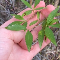 Ceratopetalum gummiferum (New South Wales Christmas-bush, Christmas Bush) at Jervis Bay, JBT - 15 Dec 2023 by Tapirlord