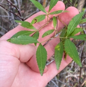 Ceratopetalum gummiferum at Booderee National Park - 15 Dec 2023