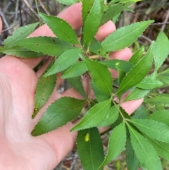 Ceratopetalum gummiferum at Booderee National Park - 15 Dec 2023