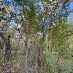 Ceratopetalum gummiferum at Booderee National Park - 15 Dec 2023 06:31 PM