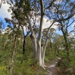 Eucalyptus racemosa (Narrow-leaved Scribbly Gum) at Booderee National Park - 15 Dec 2023 by Tapirlord