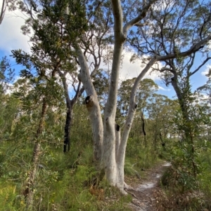 Eucalyptus racemosa at Booderee National Park - 15 Dec 2023