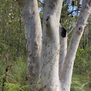 Eucalyptus racemosa at Booderee National Park - 15 Dec 2023