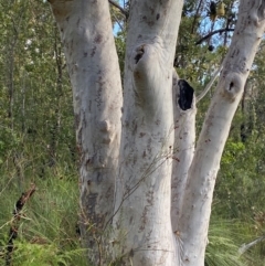 Eucalyptus racemosa at Booderee National Park1 - 15 Dec 2023