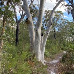 Eucalyptus racemosa at Booderee National Park1 - 15 Dec 2023