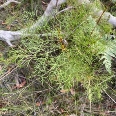 Petrophile pedunculata (Conesticks) at Jervis Bay, JBT - 15 Dec 2023 by Tapirlord