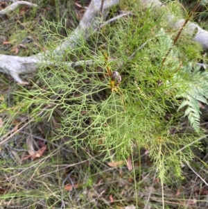 Petrophile pedunculata at Booderee National Park1 - 15 Dec 2023