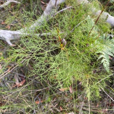 Petrophile pedunculata (Conesticks) at Booderee National Park - 15 Dec 2023 by Tapirlord