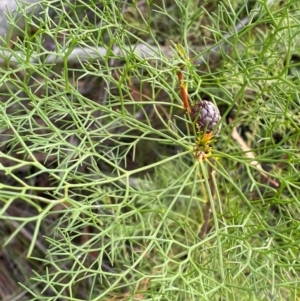 Petrophile pedunculata at Booderee National Park1 - suppressed