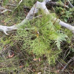Petrophile pedunculata at Booderee National Park1 - 15 Dec 2023