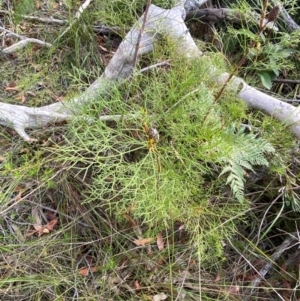 Petrophile pedunculata at Booderee National Park1 - suppressed