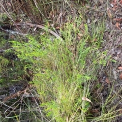 Bossiaea heterophylla at Booderee National Park - 15 Dec 2023 06:30 PM