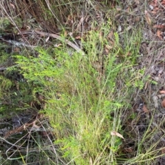 Bossiaea heterophylla at Booderee National Park - 15 Dec 2023
