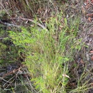 Bossiaea heterophylla at Booderee National Park - 15 Dec 2023
