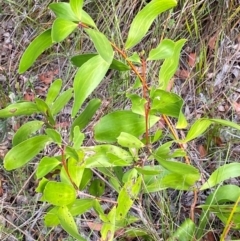 Persoonia levis (Broad-leaved Geebung) at Jervis Bay, JBT - 15 Dec 2023 by Tapirlord