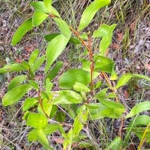 Persoonia levis at Booderee National Park - suppressed