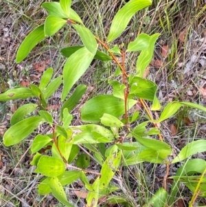 Persoonia levis at Booderee National Park - 15 Dec 2023