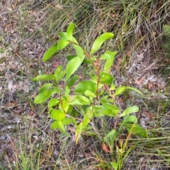 Persoonia levis at Booderee National Park - suppressed