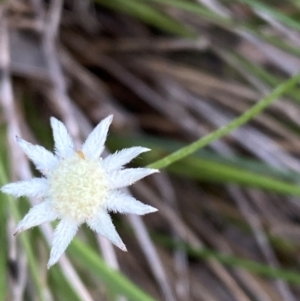 Actinotus minor at Booderee National Park - 15 Dec 2023