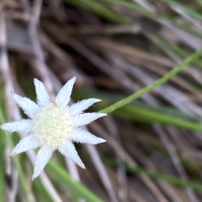 Actinotus minor (Lesser Flannel Flower) at Jervis Bay, JBT - 15 Dec 2023 by Tapirlord