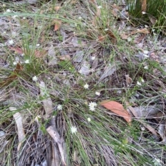 Actinotus minor at Booderee National Park - 15 Dec 2023