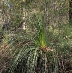 Xanthorrhoea australis (Austral Grass Tree, Kangaroo Tails) at Jervis Bay, JBT - 15 Dec 2023 by Tapirlord