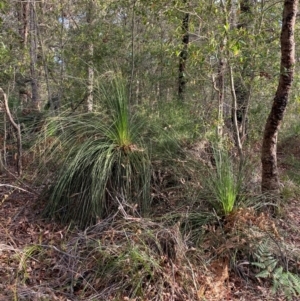Xanthorrhoea australis at Booderee National Park - 15 Dec 2023