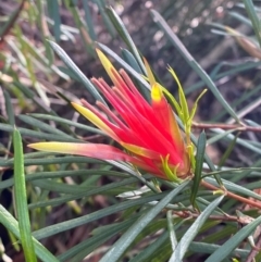 Lambertia formosa (Mountain Devil) at Jervis Bay, JBT - 15 Dec 2023 by Tapirlord