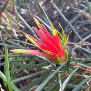 Lambertia formosa at Booderee National Park - 15 Dec 2023 06:25 PM