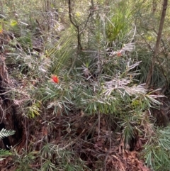 Lambertia formosa at Booderee National Park - 15 Dec 2023